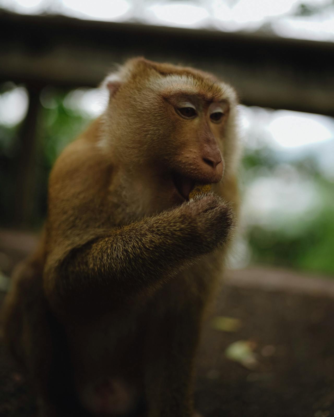 Animal care