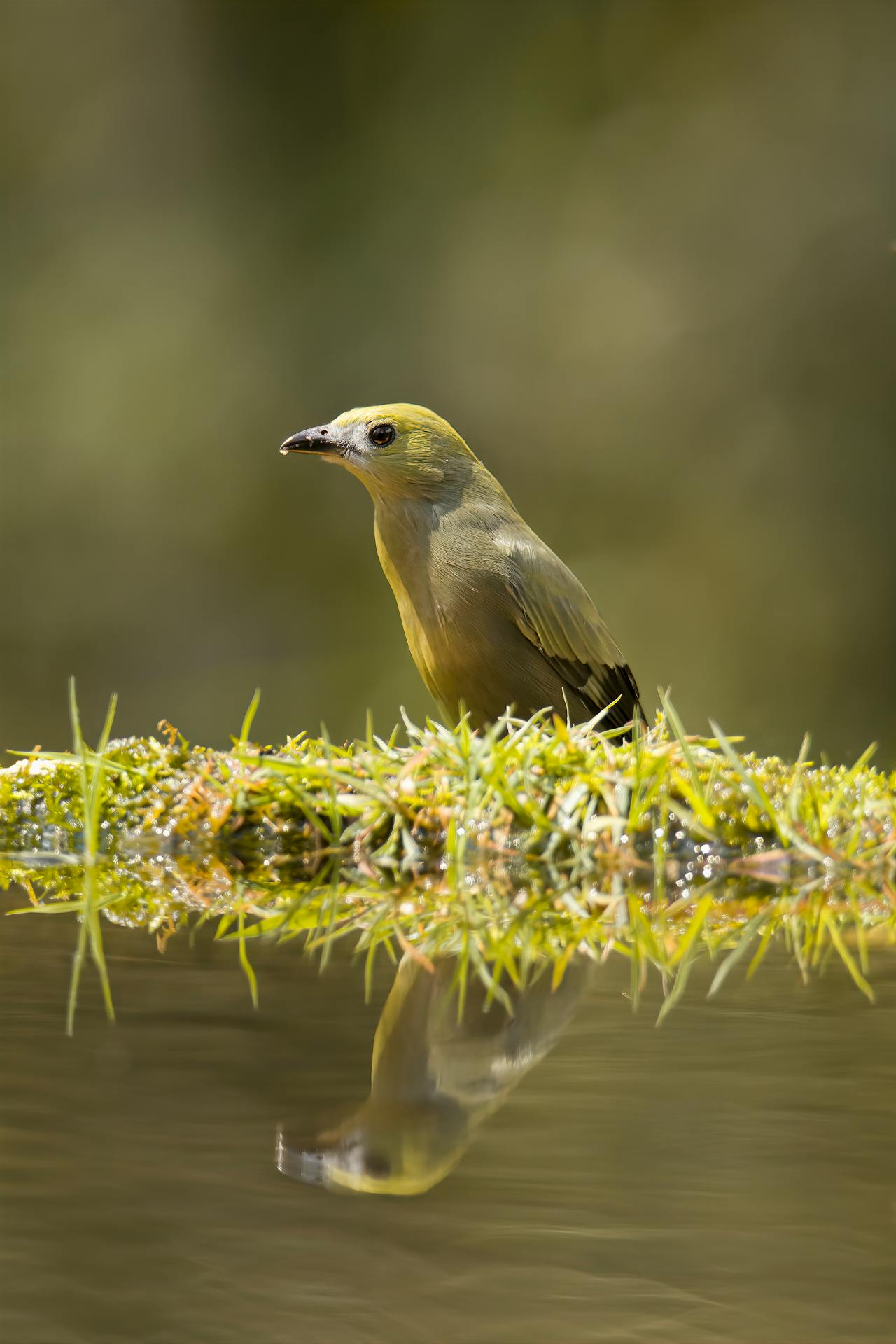 Wildlife Feeding